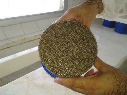 Price Beluga Caviar