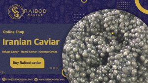 Price Beluga Cavia